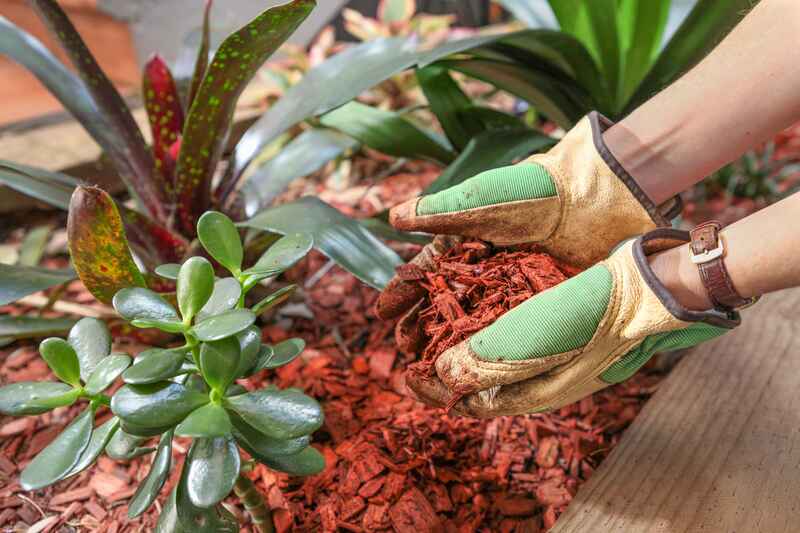 Why Should You Mulch? - Soil Kings - QUALITY BULK LANDSCAPE SUPPLIES