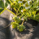 Using Landscape Fabric - Soil Kings - Bulk Landscape Products Calgary