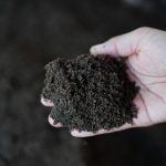 Why Worm Castings Are Nature's Perfect Plant Food - Soil Kings - Bulk Landscape Supplies Calgary