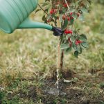 What Type of Mulch Should I Use When Planting New Trees in My Yard - Soil Kings - Bulk Landscaping Products - Featured Image