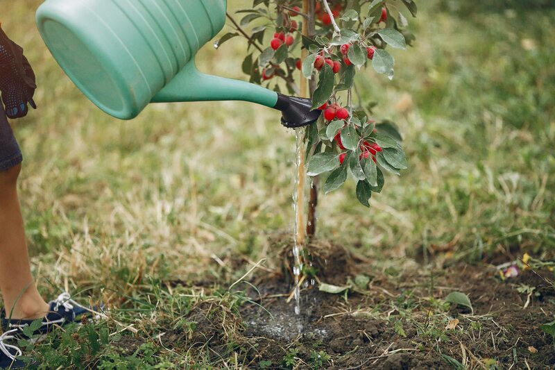 What Type of Mulch Should I Use When Planting New Trees in My Yard - Soil Kings - Bulk Landscaping Products - Featured Image