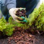 3 Tips for Summer Yard Improvement - Soil Kings - Bulk Landscaping Supplies - Featured Image