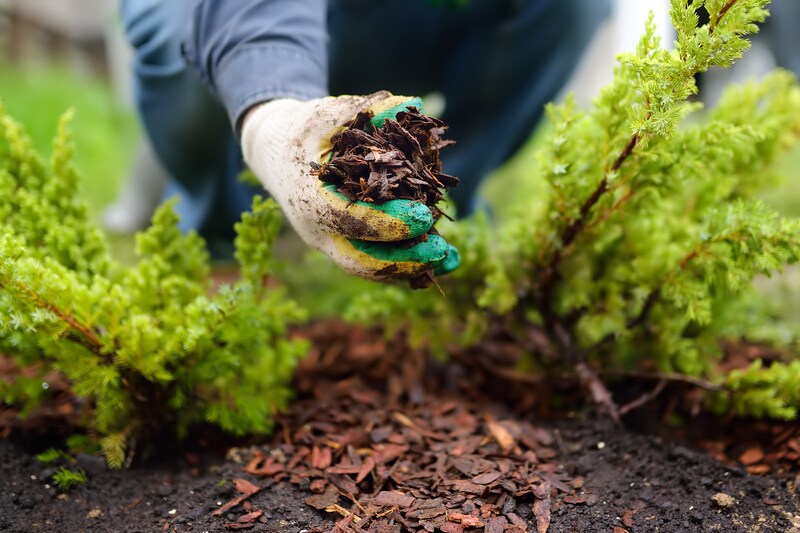 3 Tips for Summer Yard Improvement - Soil Kings - Bulk Landscaping Supplies - Featured Image