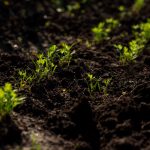 Keeping Your Soil Healthy - Soil Kings - Bulk Landscaping Supplies - Featured Image