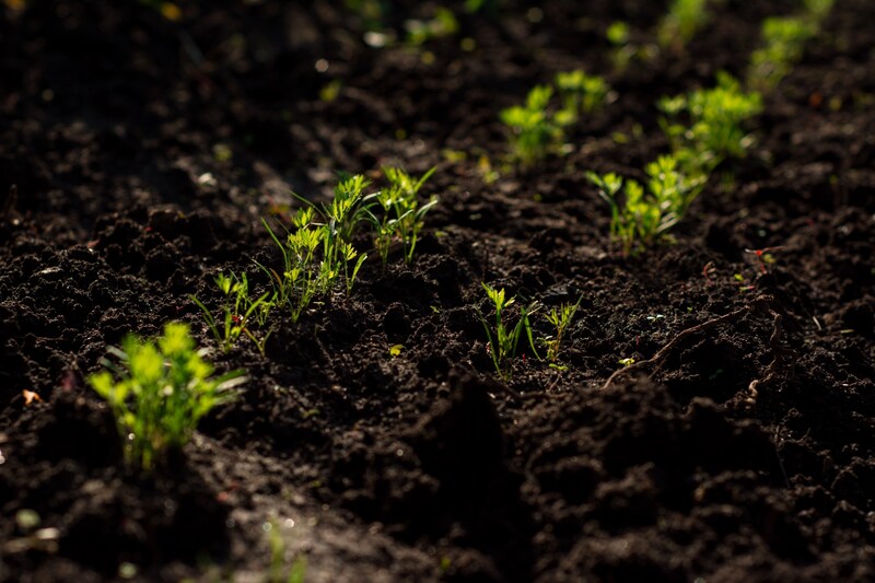 Keeping Your Soil Healthy - Soil Kings - Bulk Landscaping Supplies - Featured Image
