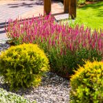 Mulch vs. Decorative Rock for Landscaping Design - Soil Kings - Bulk Landscaping Supplies - Featured Image
