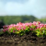 Fall Landscaping Chores to Remember this Fall - Soil Kings - Bulk Landscaping Supplies - Featured Image