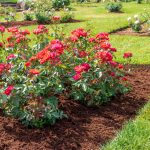 How to Mulch Your Garden