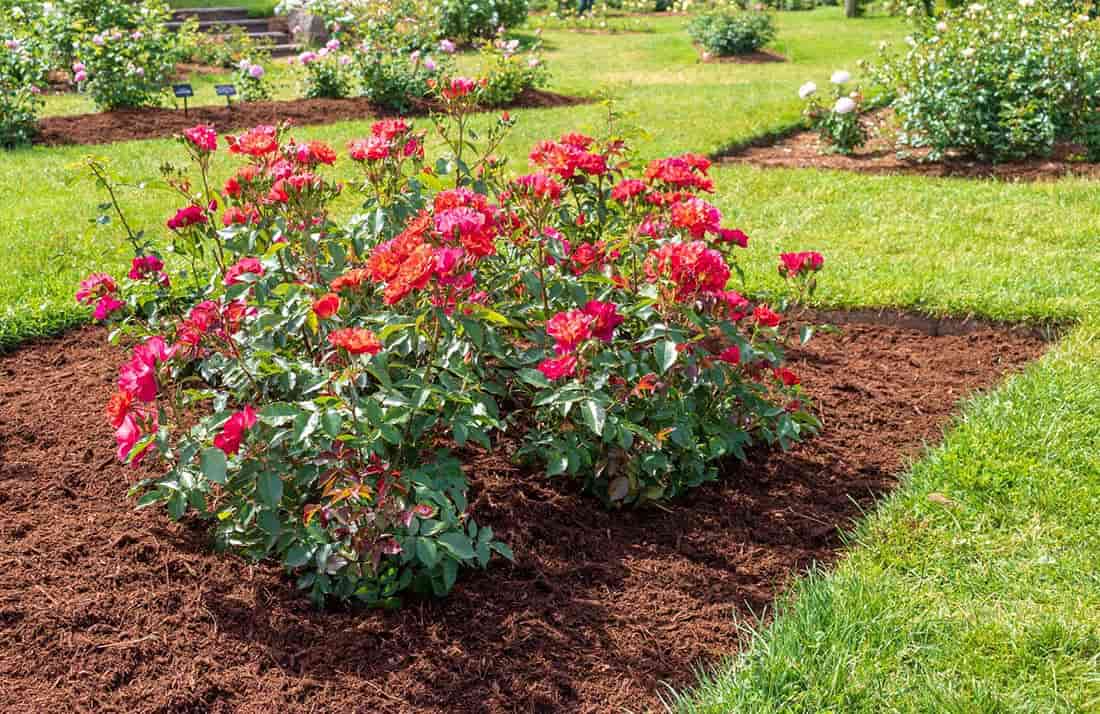 How to Mulch Your Garden