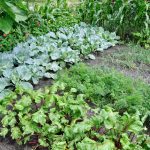 Edible Garden