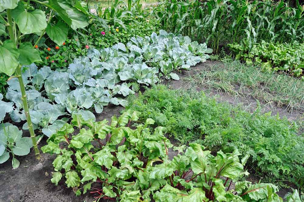Edible Garden