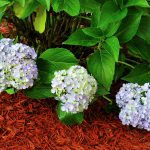 What Colour Mulch is Best