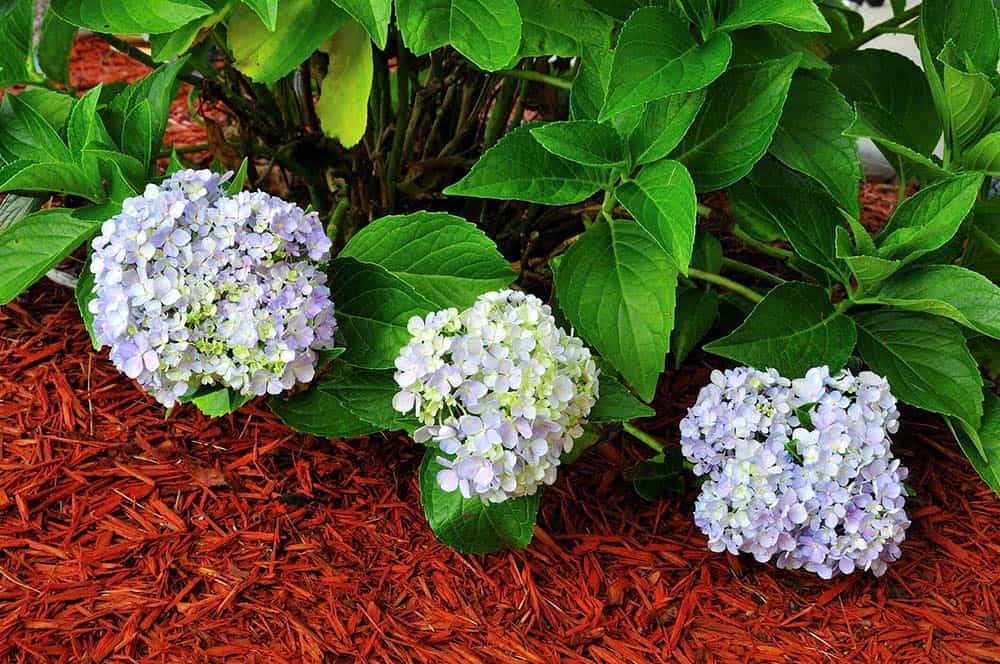 What Colour Mulch is Best