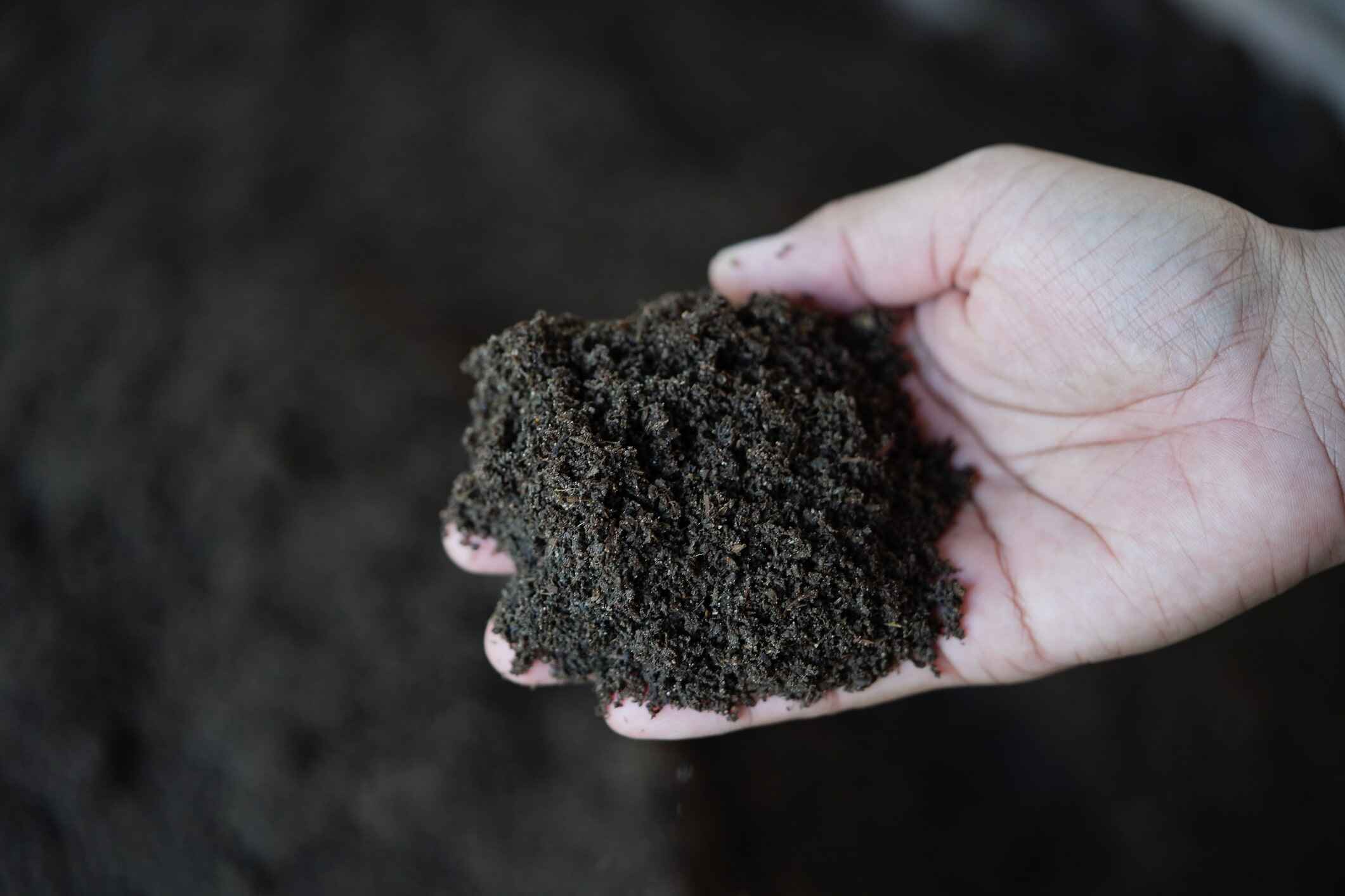 Worm Castings for Soil Improvements
