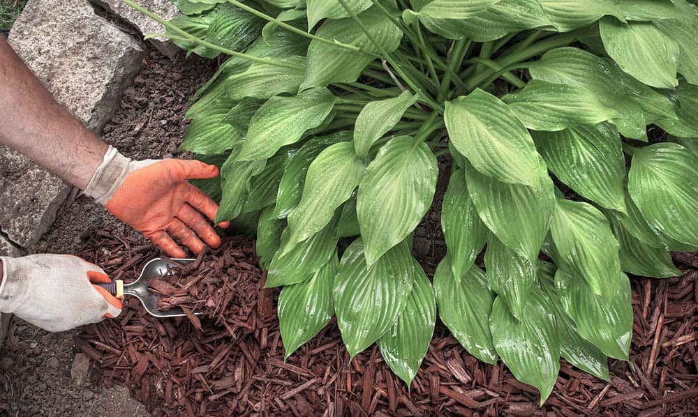 Best Time to Mulch