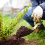 Landscape Yard from Scratch