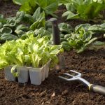 Best Soils