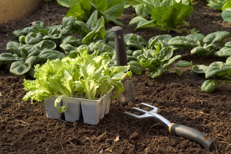Best Soils