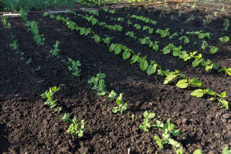 Materials Veggie Gardens