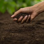 Hand grabbing soil from group with plants in the background