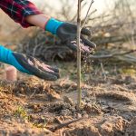 Feeding Fertilizer for Healthy Soil