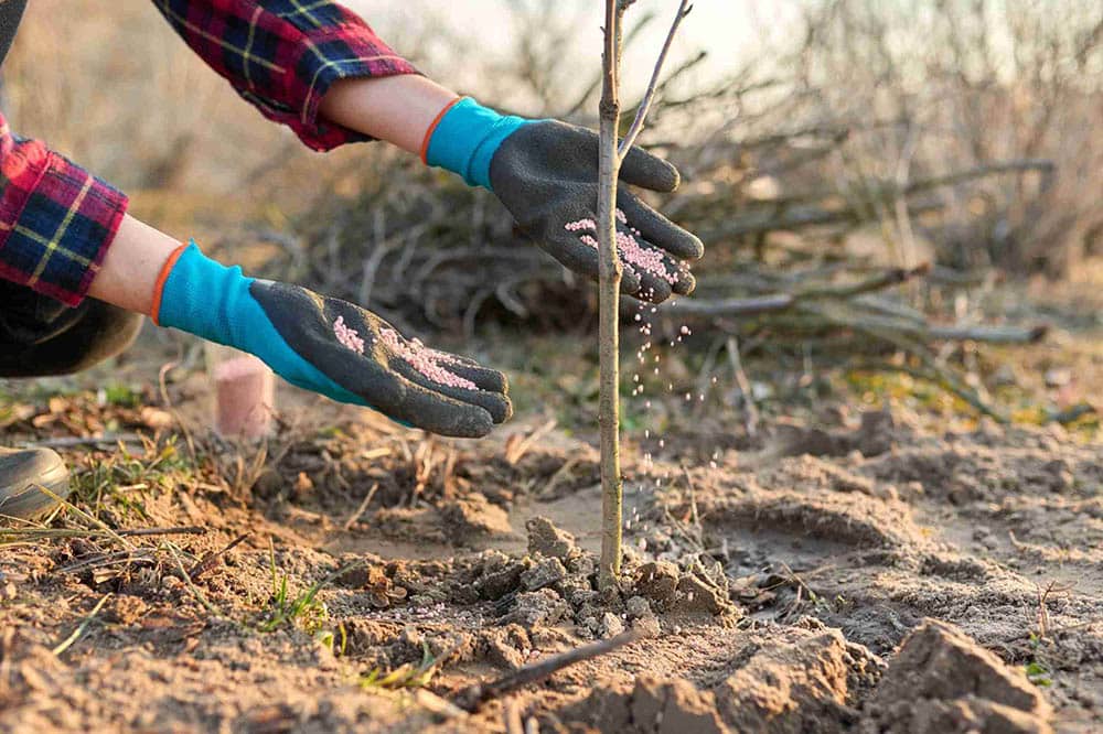 Feeding Fertilizer for Healthy Soil