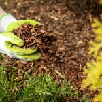 Close up of a person wearing gardening gloves after they chose the right type of mulch