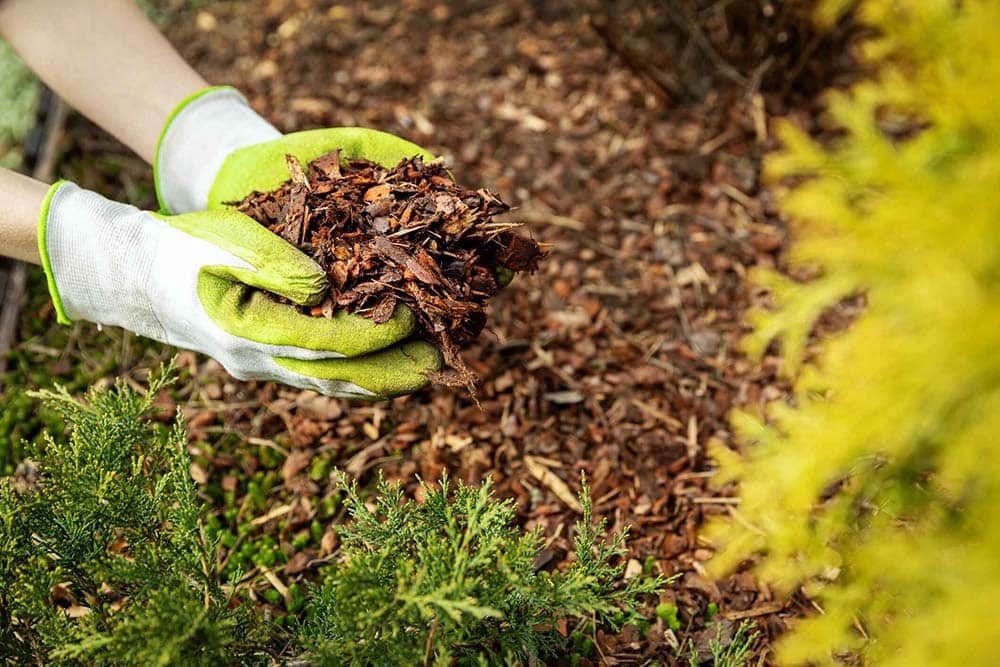 Close up of a person wearing gardening gloves after they chose the right type of mulch