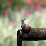 Combat Common Garden Pests