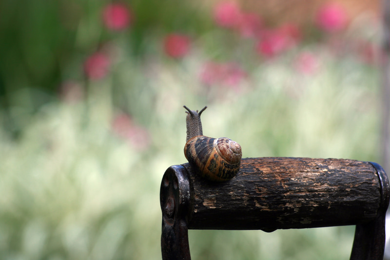 Combat Common Garden Pests