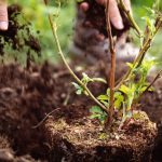 Mulching Techniques for Different Soil Types