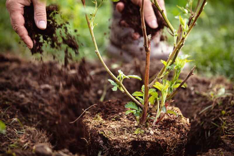 Mulching Techniques for Different Soil Types