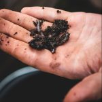 Worm Castings on Plant Growth