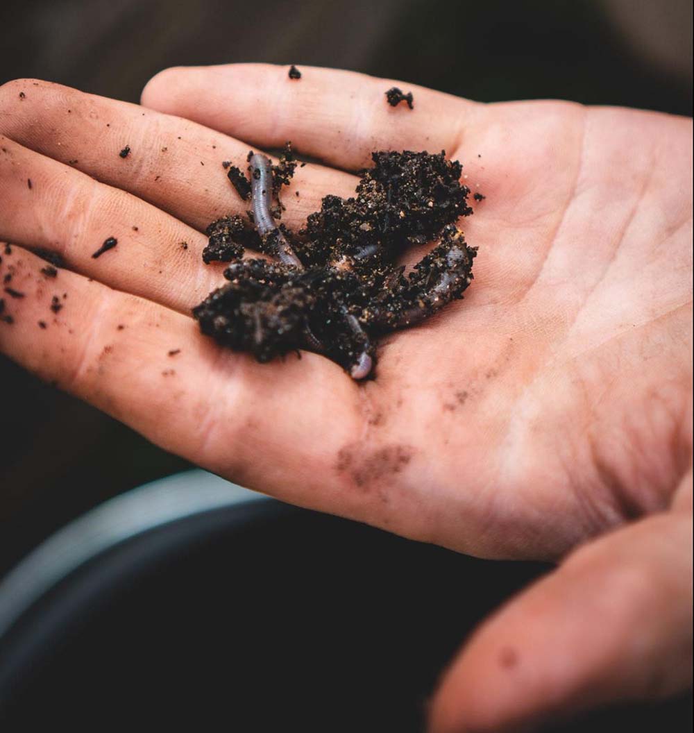 Worm Castings on Plant Growth