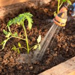 Benefits of Organic Gardening