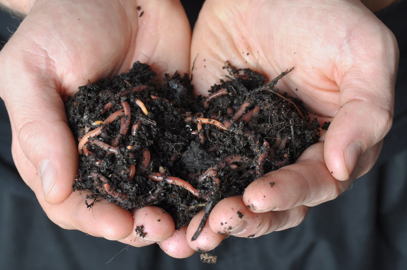 Worm Castings Improve Soil Quality