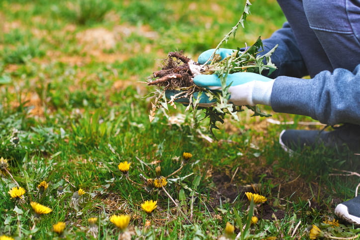 Best Ways to Combat Weeds