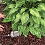 Mulching Mistakes