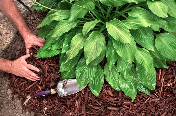 Mulching Mistakes