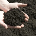 Screened Topsoil