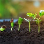 A plant is growing healthily because of the benefits of organic soil.