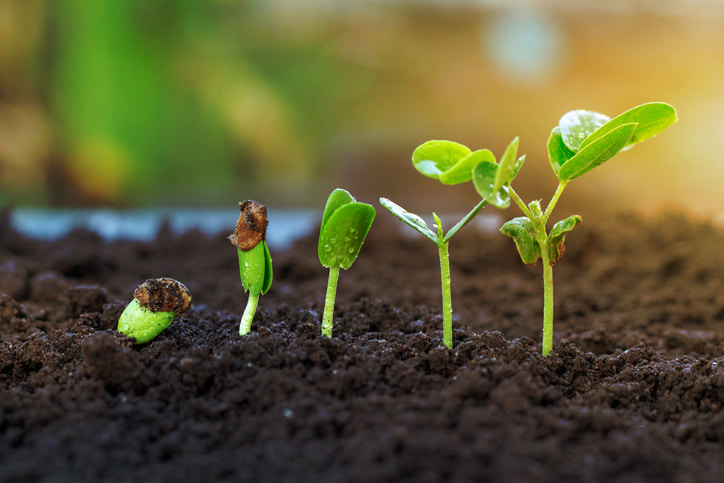 A plant is growing healthily because of the benefits of organic soil.