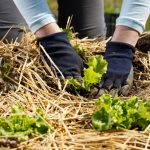A man is placing straw and hay around his plants as organic mulch alternatives to improve soil health.