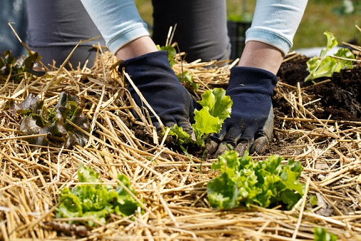 A man is placing straw and hay around his plants as organic mulch alternatives to improve soil health.