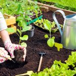 A gardener is upgrading her garden, and this is what screened topsoil is used for.