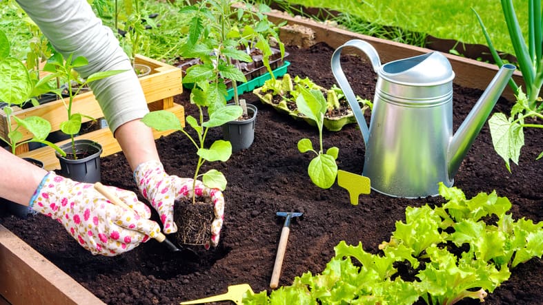 A gardener is upgrading her garden, and this is what screened topsoil is used for.
