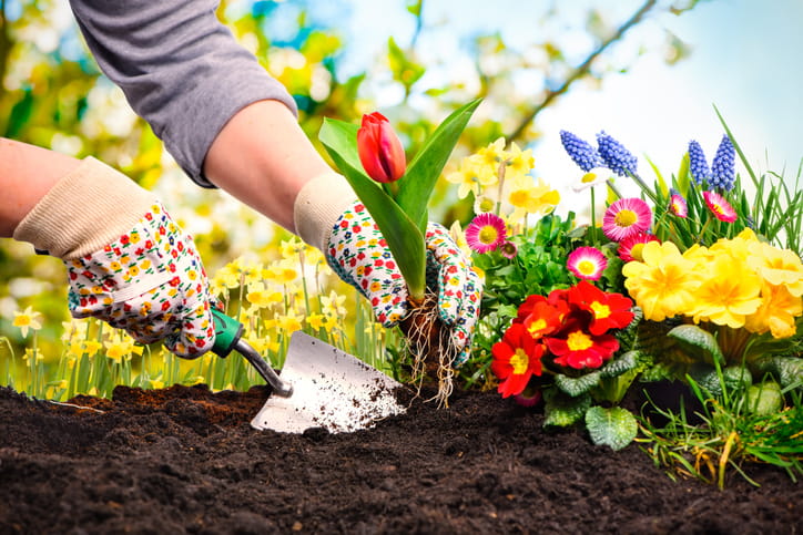 A gardener is planting a flower to test which is more suitable to use: screened vs. unscreened topsoil.