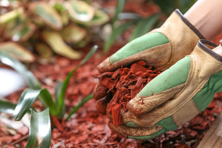 What is red mulch: close-up view of gloved hands handling vibrant red mulch, illustrating landscaping techniques.