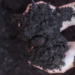 Close-up of nutrient-rich worm castings being added to garden soil to enhance plant growth and soil health.