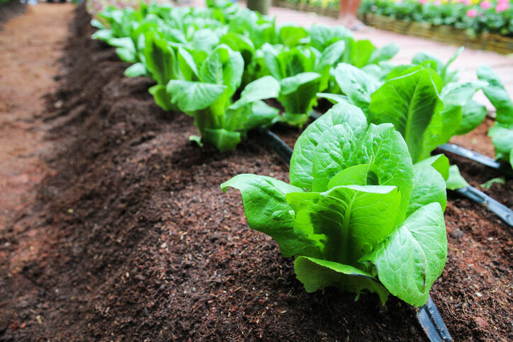 An organic soil blends to boost plant and quality.